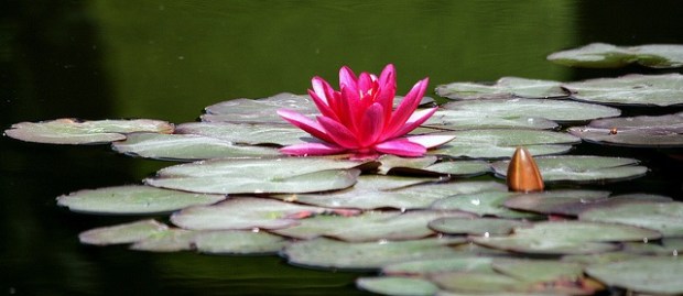 spiritual water lilly