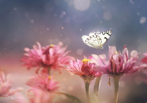 nia – Lee Peilingnia – Lee Peiling Butterfly and Pink flowers